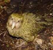Pura, un Kakapo (Strigops habroptila) de 1 año de edad en la Isla del Bacalao.