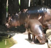Pygmy Hippopotamus el joven en Zoo Jihlava, República Checa