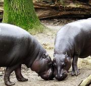 Pygmy Hippopotamus (Hexaprotodon liberiensis) en el zoológico de Duisburg, Alemania