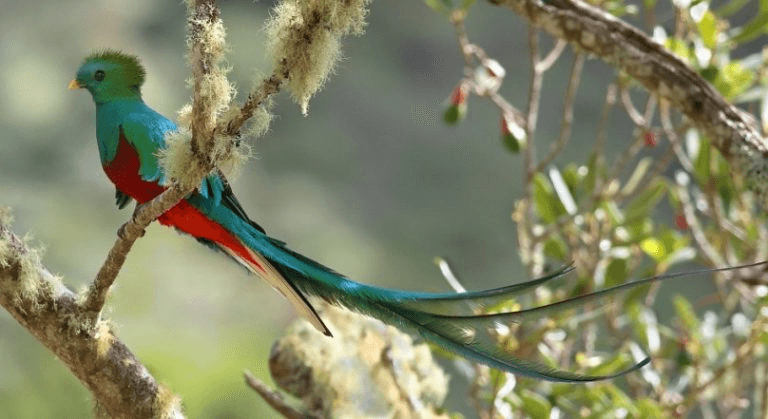 Quetzal en el arbol