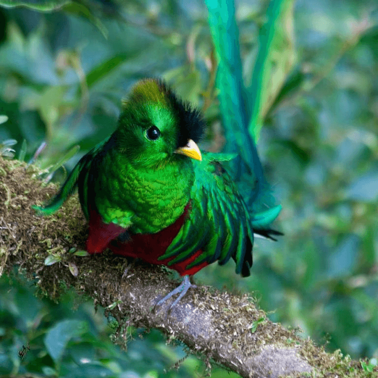 Quetzal verde
