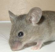 Ratón (Apodemus Sylvaticus)