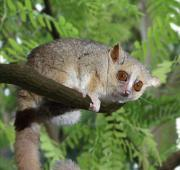 Ratón Gris Lemur (Microcebus Murinus)