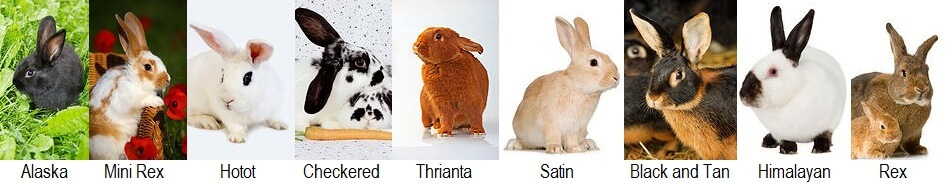 razas populares de conejos