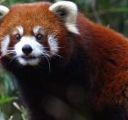 Red Panda en el zoológico de Nashville en Tennessee