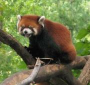 Red Panda en el Zoológico de Prospect Park