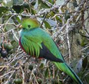 Resplandeciente Quetzal, Costa Rica