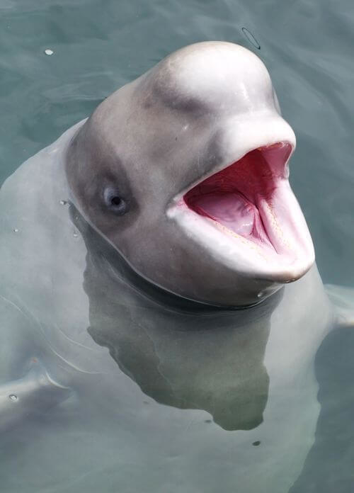 Retrato de Ballena - Beluga Whale