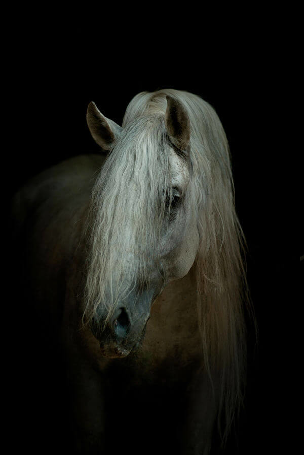 Retrato de caballo andaluz