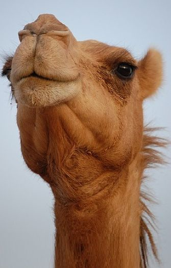 retrato de camello