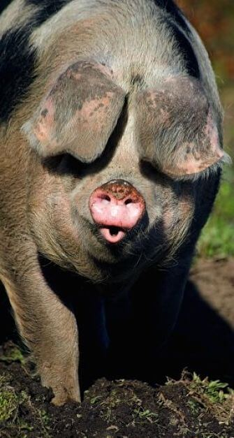 Retrato de cerdo