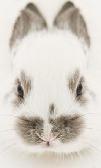 retrato de conejo