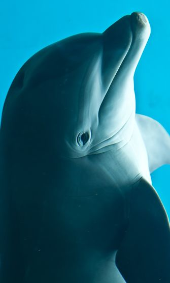 retrato de delfín nariz de botella