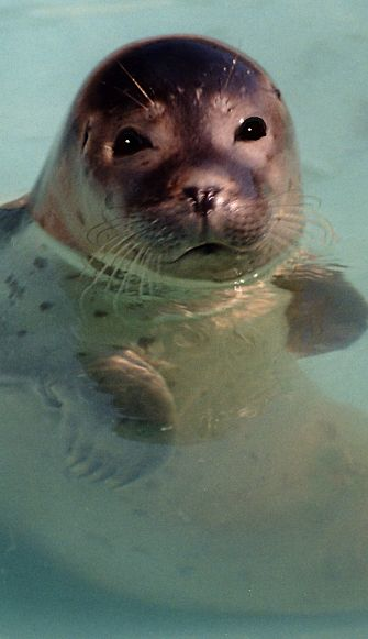 retrato de foca