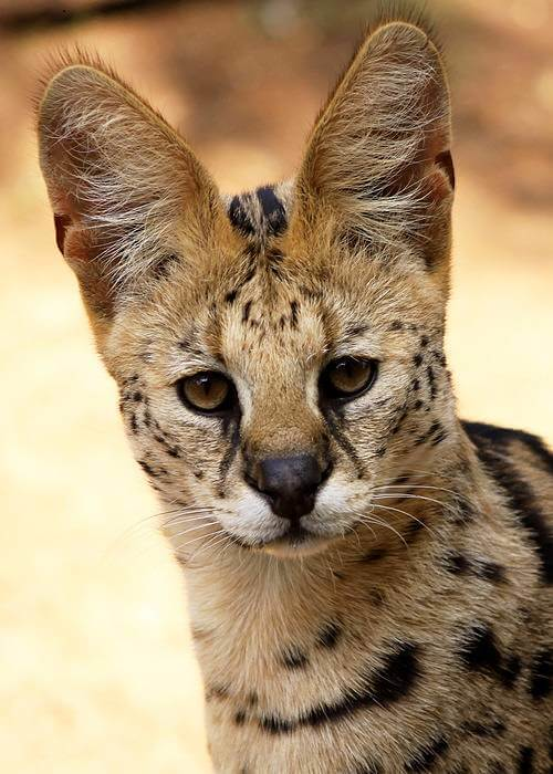 retrato de gato serval