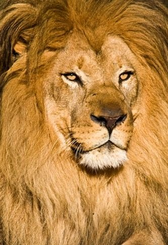 Retrato de león africano
