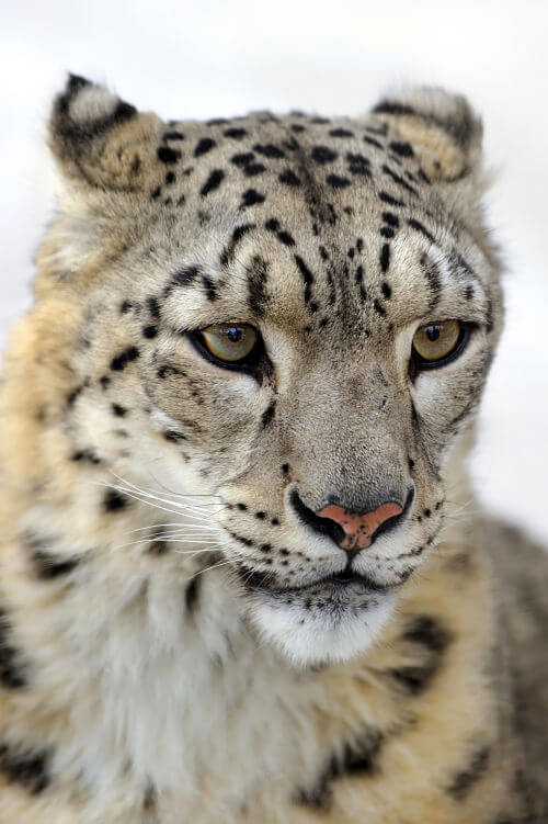 retrato de leopardo de nieve