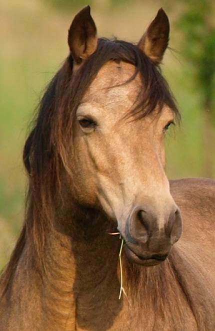 Retrato de Mustang