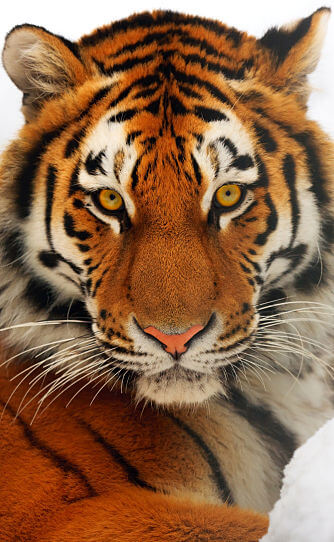 Retrato de tigre siberiano