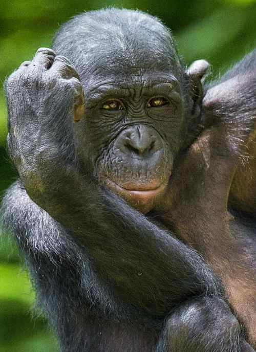 retrato de un bonobo