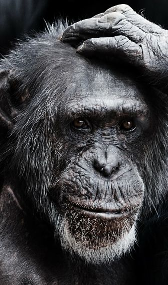 retrato de un chimpancé
