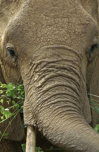 retrato de un elefante africano
