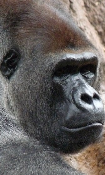 retrato de un gorila