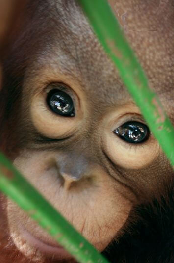 retrato de un orangután