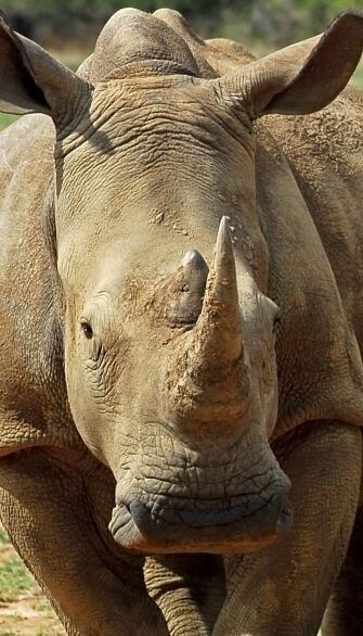 retrato de un Rinoceronte Blanco