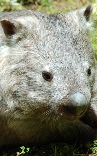 retrato de un Wombat