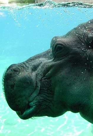 retrato hipopótamo