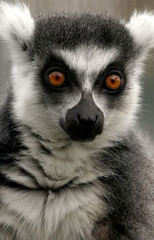 Retrato Lemur