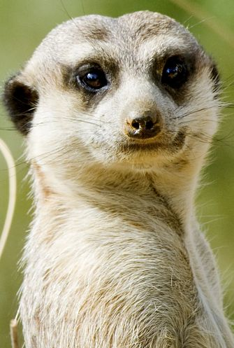 retrato meerkat