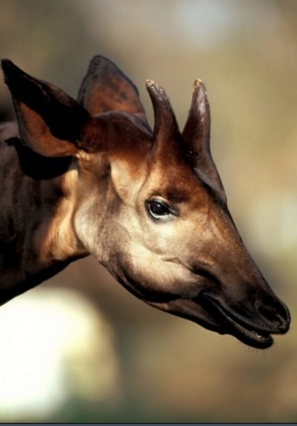 retrato okapi