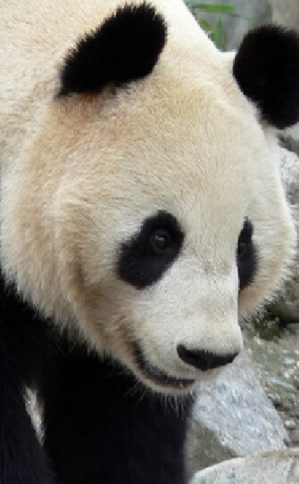 retrato panda gigante