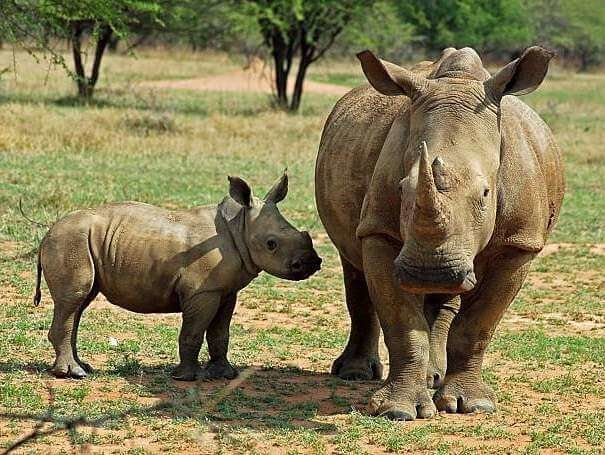 rinoceronte blanco madre y bebé