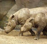 Rinoceronte de Sumatra (Dicerorhinus Sumatrensis)