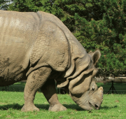 Rinoceronte indio en el zoológico de Whipsnade