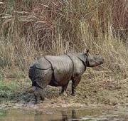 Rinoceronte indio (Rhinoceros Unicornis)