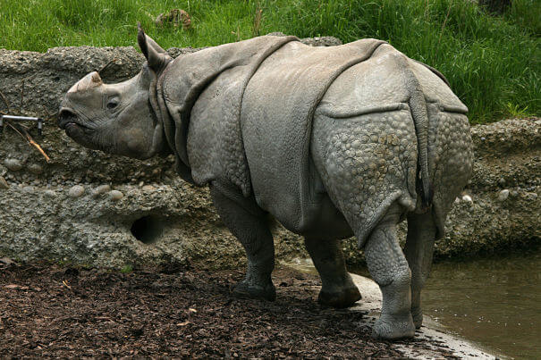 Rinoceronte indio