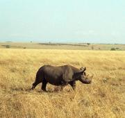 Rinoceronte negro, Masai Mara, Kenia