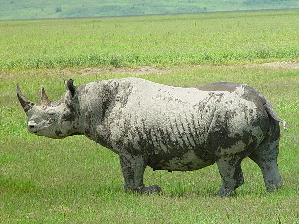 rinoceronte negro cubierto de barro
