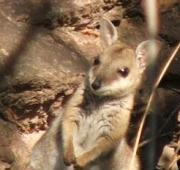Roca de orejas cortas Wallaby (Petrogale brachyotis), Litchfield National Park, Australia
