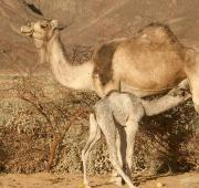 Sahara Camello ternera camello alimentando de su madre