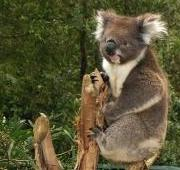 Santuario de Koala en Healsville, Australia