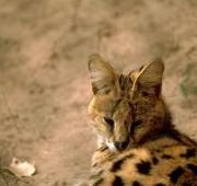Serval gato (Leptailurus serval)