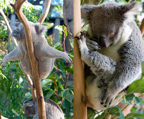 siesta koalas