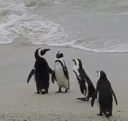 Spheniscus_demersus (Boulders Beach, Ciudad del Cabo, Sudáfrica)