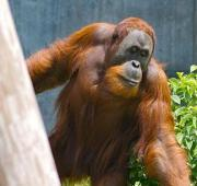 Sumatran Orangután en cautiverio en el zoológico Columbus, Powell, Ohio