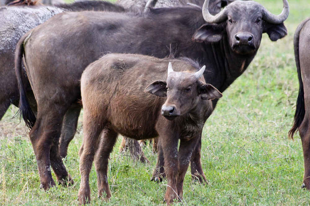 Ternero de búfalo africano